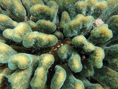 Sebastapistes cyanostigma