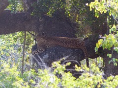 Panthera pardus kotiya