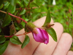 Heterocentron elegans