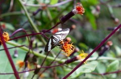 Nyctemera tripunctaria