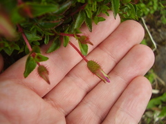 Heterocentron elegans