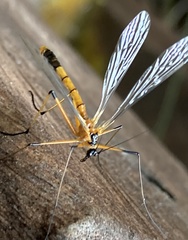 Harpobittacus phaeoscius