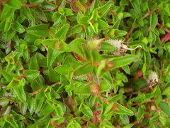 Heterocentron elegans