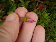 Heterocentron elegans