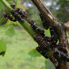 Eurymeloides punctata