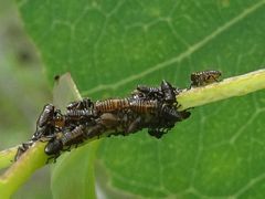 Eurymeloides punctata