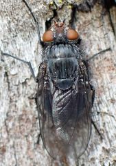 Calliphora latifrons