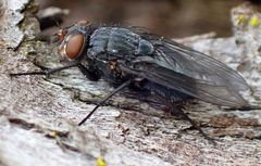 Calliphora latifrons