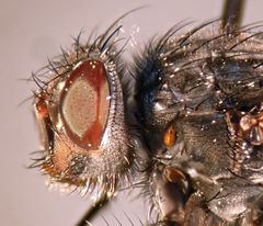 Calliphora latifrons