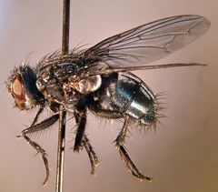 Calliphora latifrons