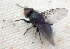 Phaonia caerulescens