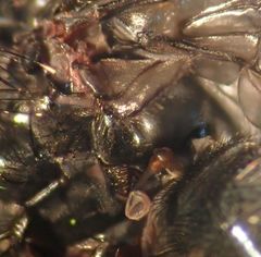 Phaonia caerulescens