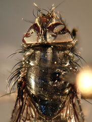 Phaonia caerulescens