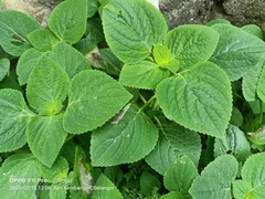 Coleus scutellarioides
