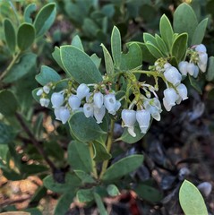 Arctostaphylos bakeri sublaevis