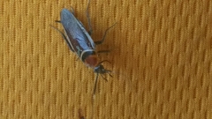 Pseudomops interceptus