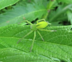 Neosparassus patellatus
