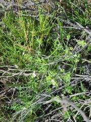 Pholistoma membranaceum