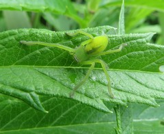 Neosparassus patellatus