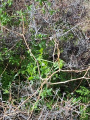 Pholistoma membranaceum