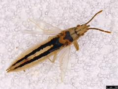 Stenophyella macreta