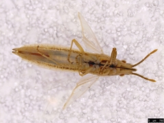 Stenophyella macreta