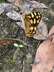 Heteronympha paradelpha