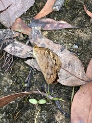 Heteronympha paradelpha