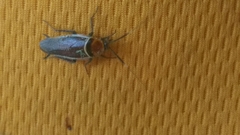 Pseudomops interceptus