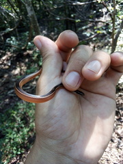 Coniophanes schmidti