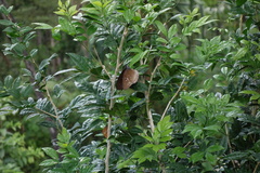 Euploea eyndhovii