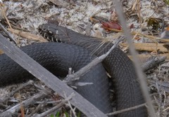 Pygmy Copperhead photo 5