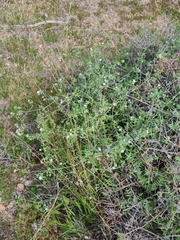 Pholistoma membranaceum