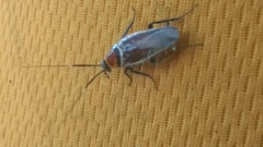 Pseudomops interceptus