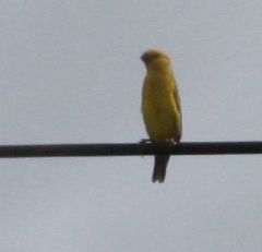 Anomalospiza imberbis