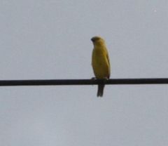 Anomalospiza imberbis