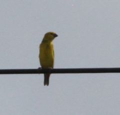 Anomalospiza imberbis