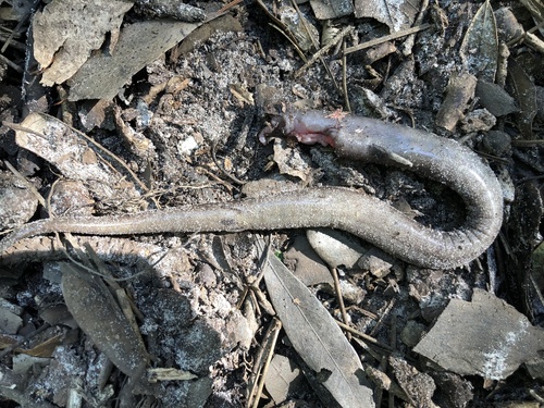 Amphiuma means image