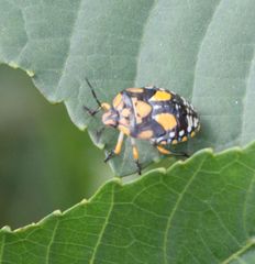 Chinavia pallidoconspersa