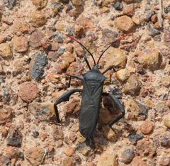 Anoplocnemis curvipes