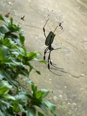 Trichonephila clavipes