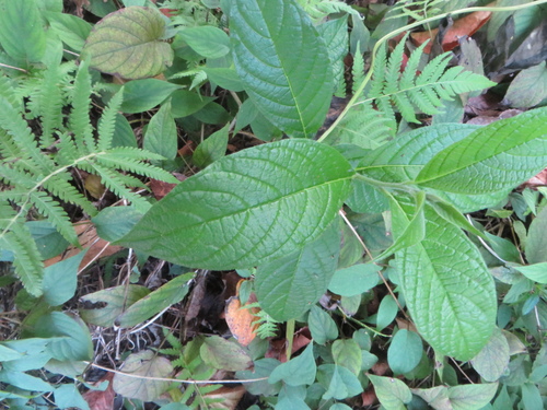 Heliotropium verdcourtii, photograph 2