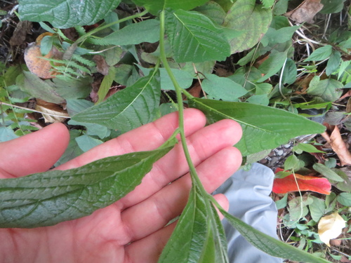 Image of Heliotropium verdcourtii by (c) Ben Machado, some rights reserved (CC BY)