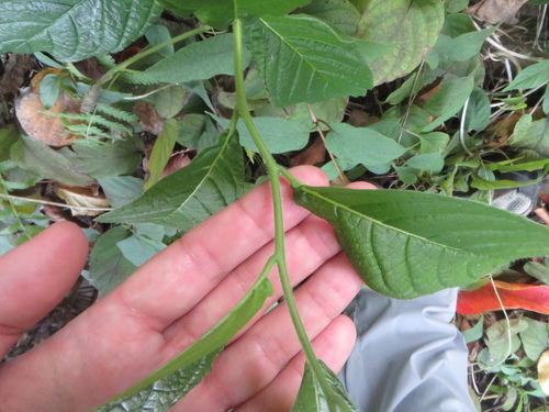 Heliotropium verdcourtii, photograph 4