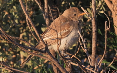 Certhionyx variegatus
