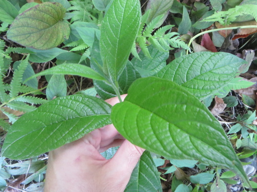 Heliotropium verdcourtii, photograph 5