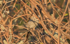 Purnella albifrons