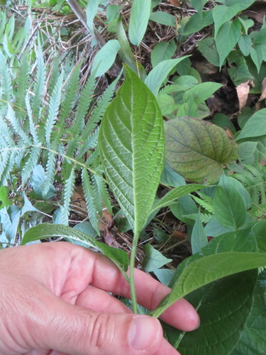 Heliotropium verdcourtii, photograph 6