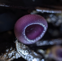 Geoscypha violacea