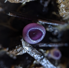 Geoscypha violacea